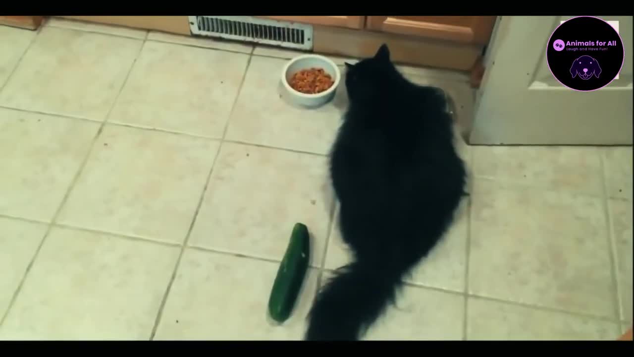 😼😼TRY NOT TO LAUGH!!!😻😻CATS VS CUCUMBER