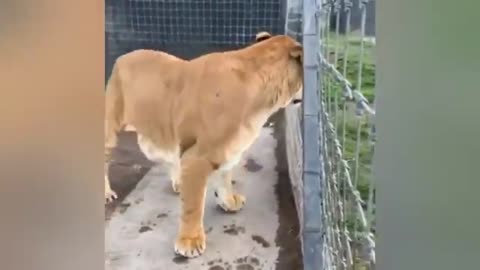 حيوان اللايجر نصف اسد ونصف نمر The liger , half lion half tiger