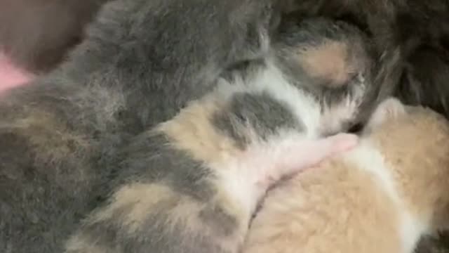 The big ears of the kitten "Mimi"