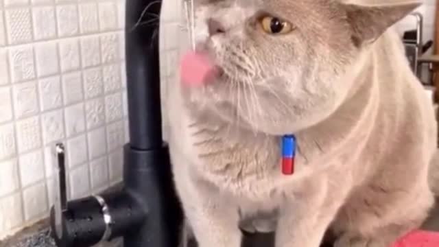 I'm so thirsty I ate a lot of salty fish-Best Funny Animal Videos