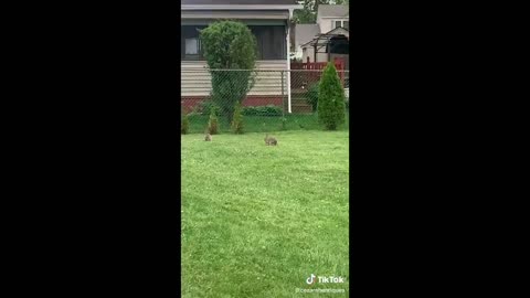 Bunny side of tiktok pt.2 complication