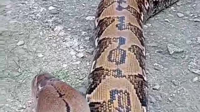 Very dangerous -:Child playing with python