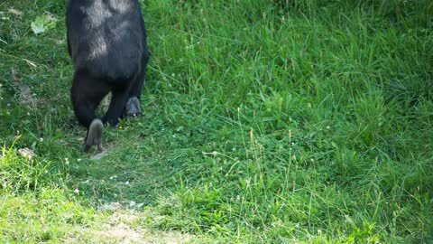 Gorillas carrying their babies on their backs climbing mountains