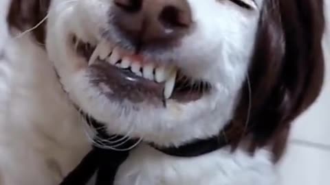 Funniest Animals!!