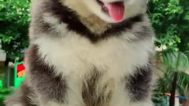 Baby Alaskan Malamute Puppies