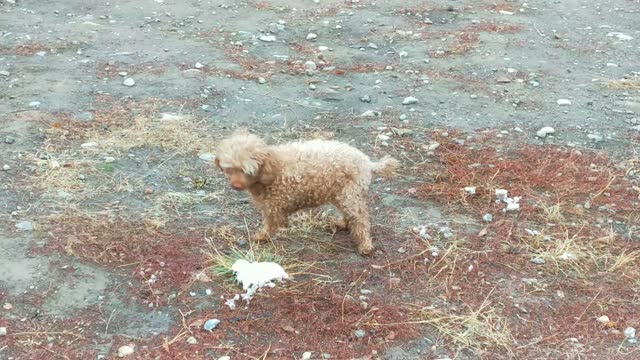 my pet dog enjoys the snow:)))