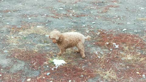 my pet dog enjoys the snow:)))