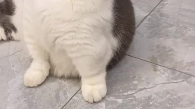 Funny cats Compiled from videos of cute cats and babies