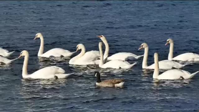 white swans collection||collection of white duckso on water.