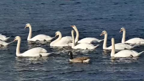 white swans collection||collection of white duckso on water.