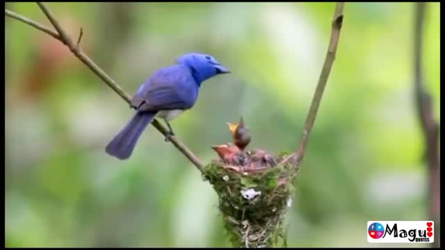 mother bird love , bird's