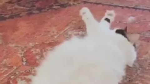 Cat sleeping 😁😁