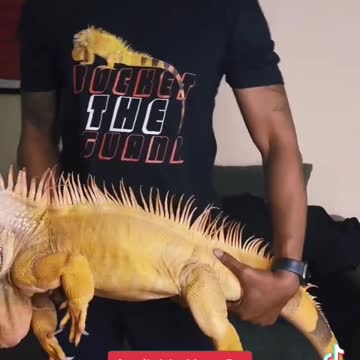 beautiful brazilian iguana lizard