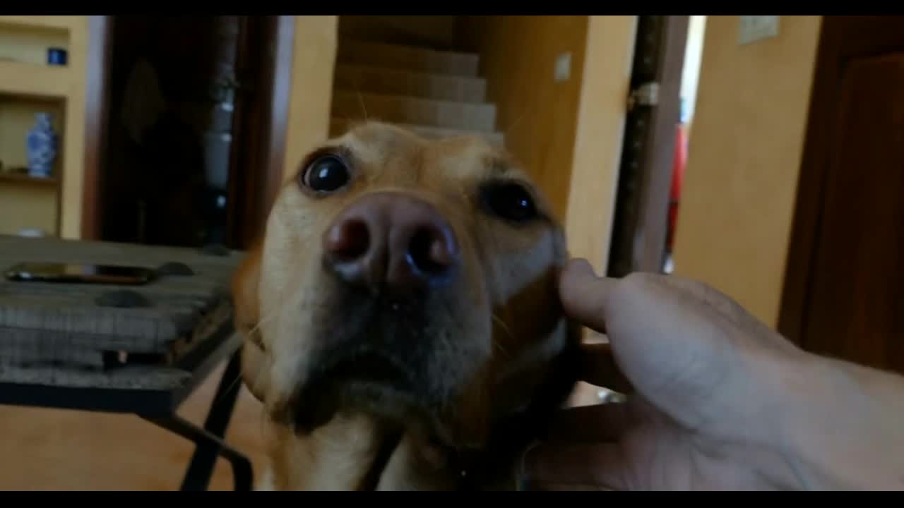 an owner's hand petting the head of a large golden labrador dog inside a house