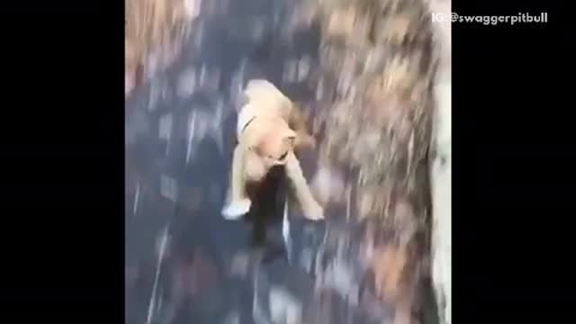 Brown dog in black harness runs towards camera slips on ice