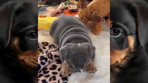 Funny animal videos|Cute animal videos |Funny dog videos|Hilarious pet videos|funny video