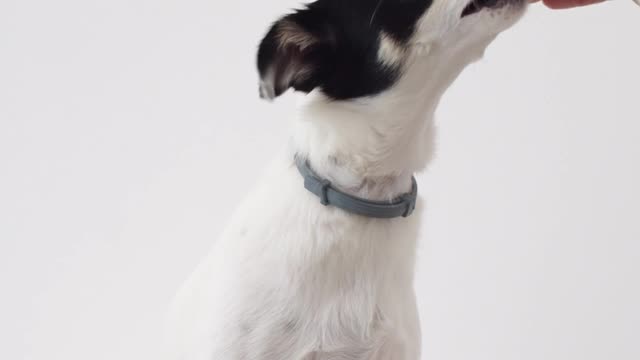 Dog training video