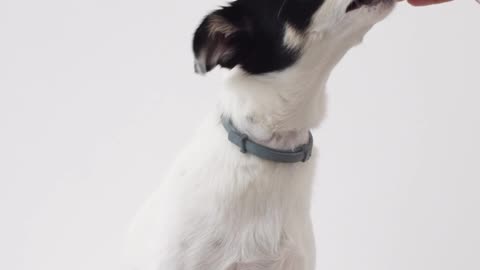 Dog training video