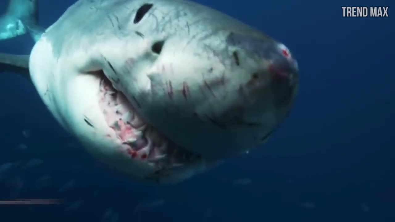 SCARY SHARK ATTACKS captured by GoPros compilation Vol.1