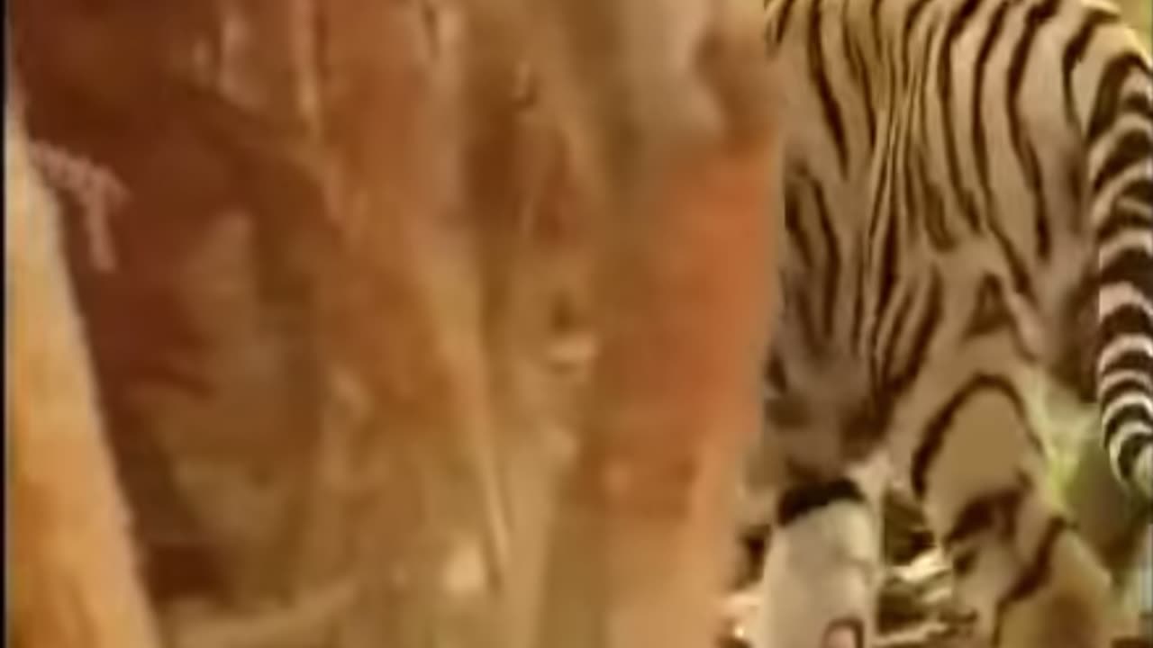 Monkey bullying tigers just for fun