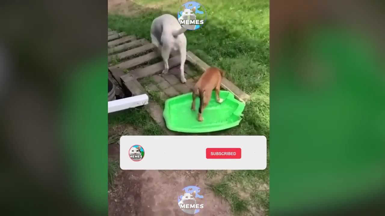 Laugh with animals_ The best of animal comedy on YouTube😂😂