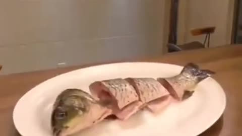 Funny cat