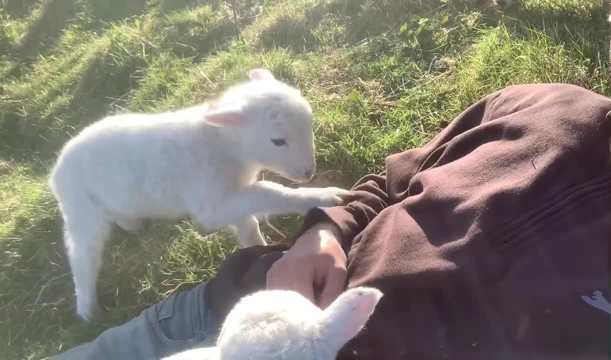 BEAUTIFUL cute lamb needs attention