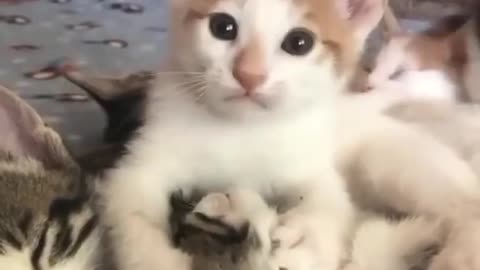 Cat funny video