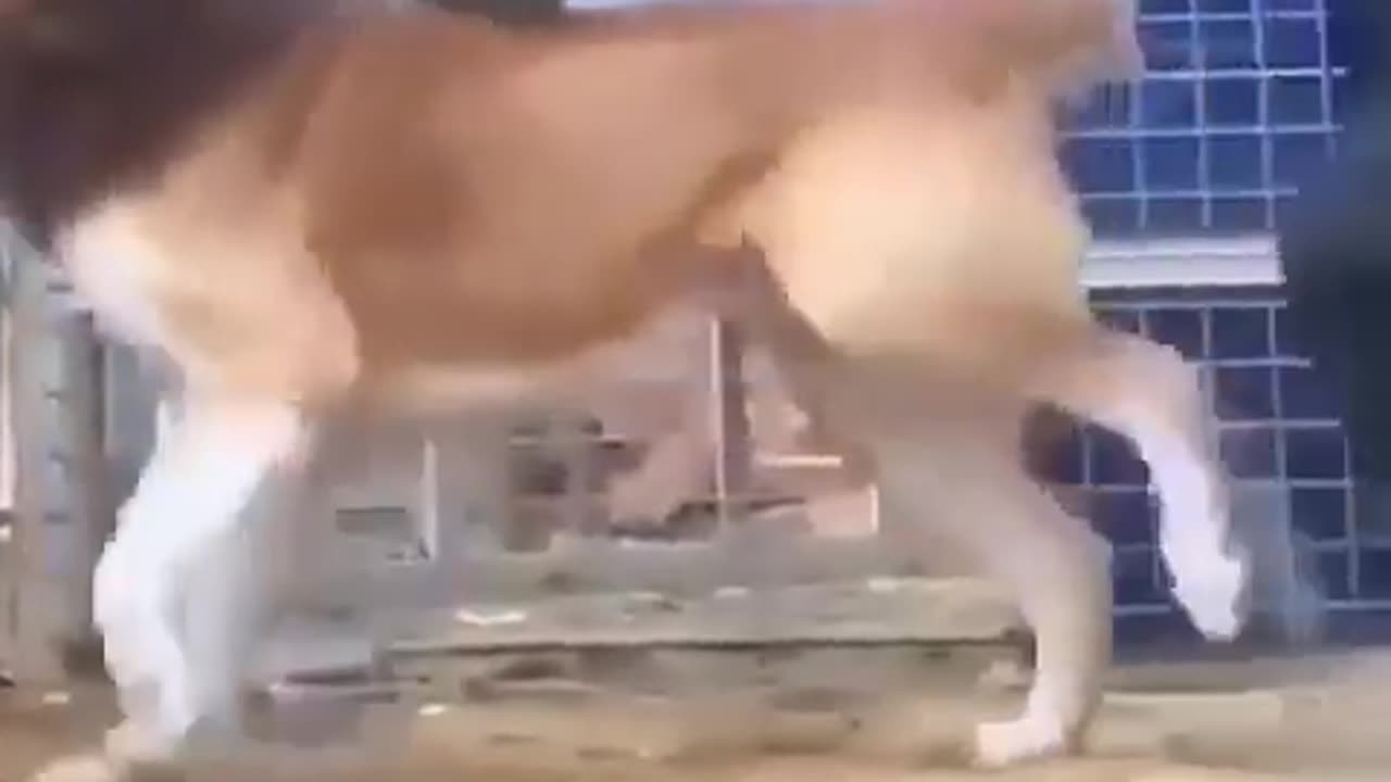 I think he has a little anxiety!