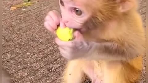 Cute and smart monkey 🐵