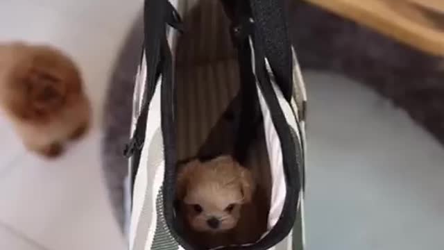 Cute Dog Plays Hide And Seek