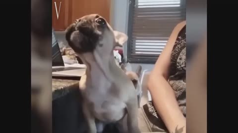 Hilarious Cats and Dogs Viral Videos |Ultimate Cat and Dogs Compilation 2021|very funny