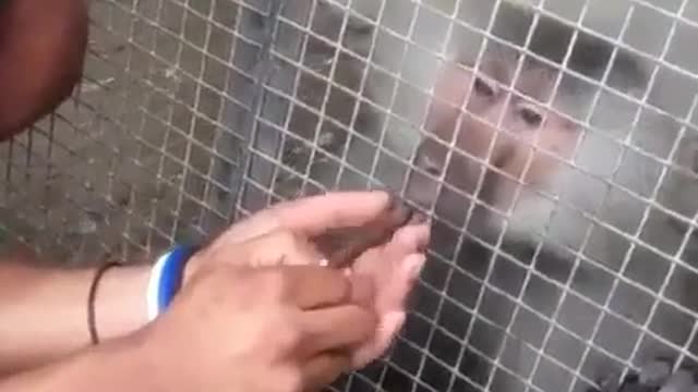 Monkey uncle, you dare to tease