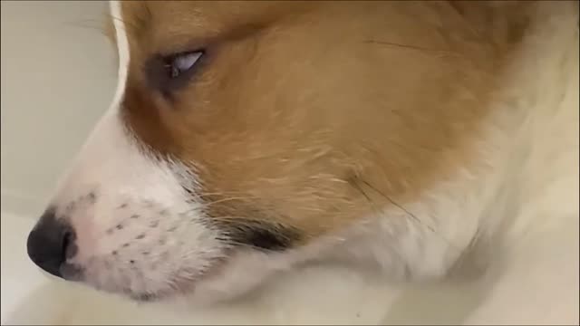 Dog sleeping with eyes open