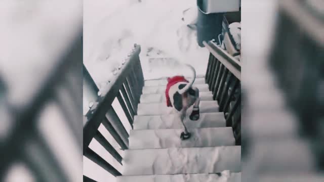 Best animal funny video