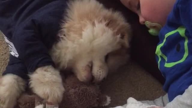 Hilarious puppy nips 3 year olds cheek while napping