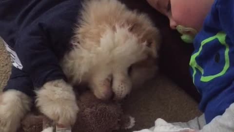 Hilarious puppy nips 3 year olds cheek while napping