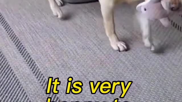 It is very happy when it found new toy