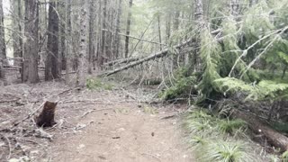 Obstacle Course Style Forest Hiking – Timothy Lake Loop – Mount Hood – Oregon – 4K