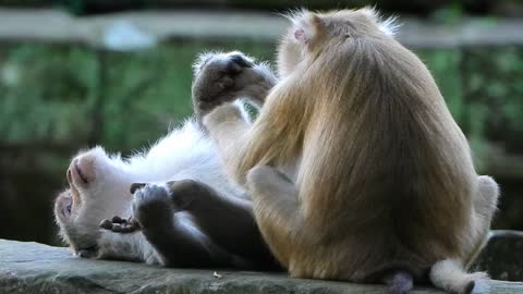 Monkey Takes Rainbow to sit next to Lucky and doing massage for him