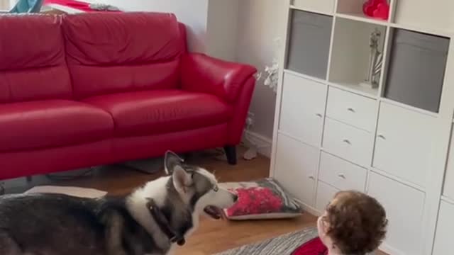 Husky dog ​​runs away playing with the child