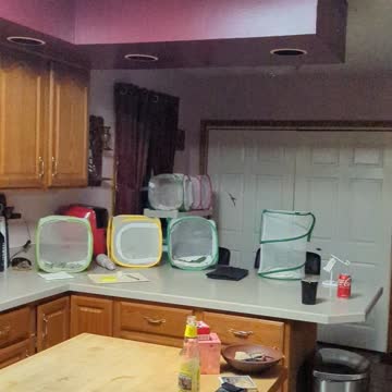 Butterfly Got Loose!