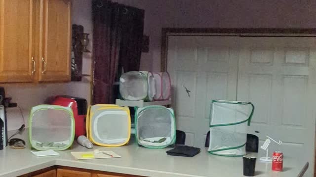 Butterfly Got Loose!