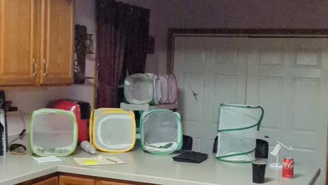 Butterfly Got Loose!