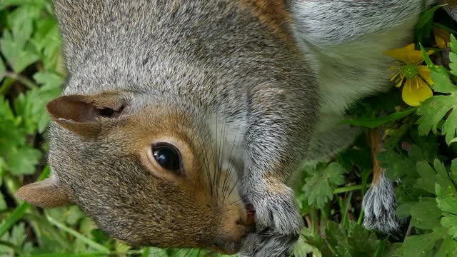 Tree Squirrel Eating Nuts #squirrel #animals