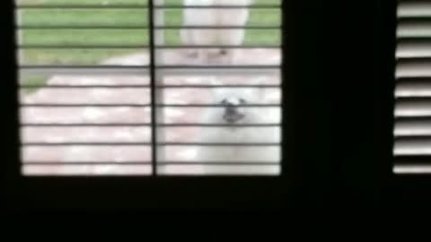 Please let me in