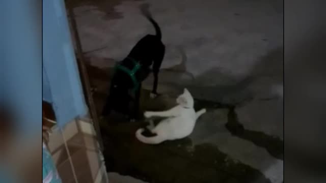 Cat e dog