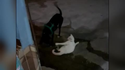 Cat e dog