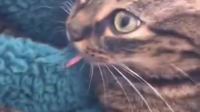 Cats,Funny Cats,Cute Cats, Cats Meowing,Funny Cat Videos,Cute Cat videos,_OMG Cute & Funny Cats