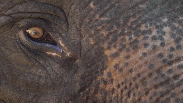 Elephant EYE